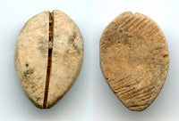 Ancient bone cowrie-coin (no teeth/holes), W.Zhou, 1046-771 BC, China (Schjoth#A7)