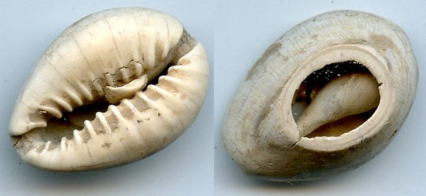 Cowrie-shell coin, earliest coins of China, Shang dynasty, c.1766-1154 BC - Hartill #1.1