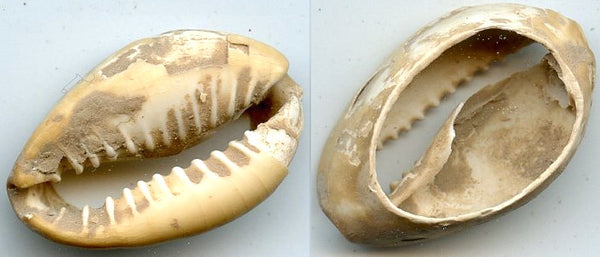 Cowrie-shell coin, earliest coins of China, Shang dynasty, c.1766-1154 BC - Hartill #1.1