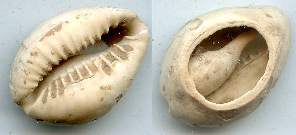 Cowrie-shell coin, earliest coins of China, Shang dynasty, c.1766-1154 BC - Hartill #1.1