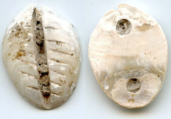 Rare mother of pearl cowrie-coin, W.Zhou dynasty (1046-771 BC), China - Hartill #1.2