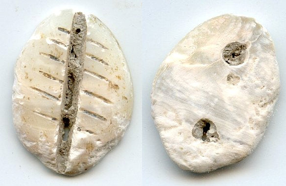 Rare mother of pearl cowrie-coin, W.Zhou dynasty (1046-771 BC), China - Hartill #1.2