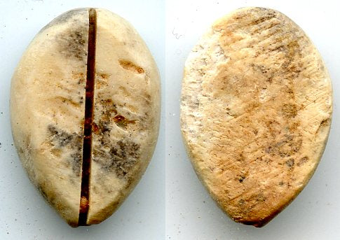 Ancient bone cowrie-coin (no teeth/holes), W.Zhou, 1046-771 BC, China (Schjoth#A7)