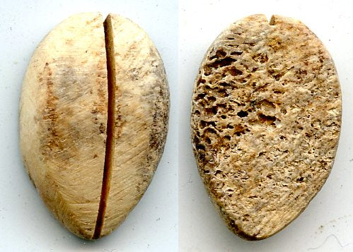 Authentic bone cowrie-coin (no teeth/holes), W.Zhou, 1046-771 BC, China (Schjoth#A7)