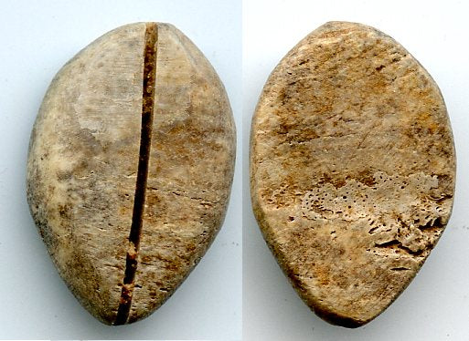 Authentic bone cowrie-coin (no teeth/holes), W.Zhou, 1046-771 BC, China (Schjoth#A7)