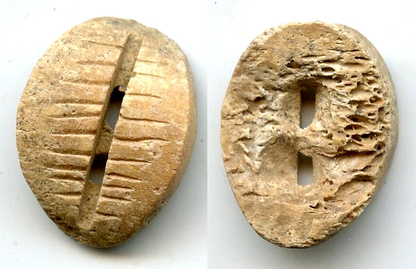 Primitive bone cowrie-coin, Western Zhou dynasty (1046-771 BC), China - Hartill #1.2