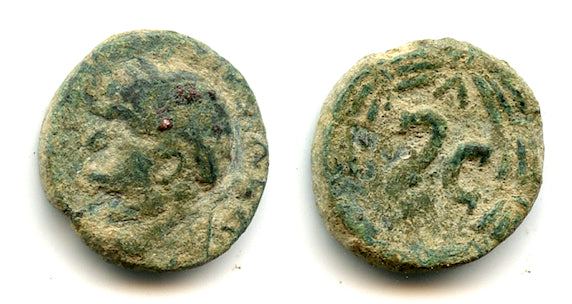 Interesting AE18 of Domitian (81-96 AD), Antioch, Roman Provincial coinage