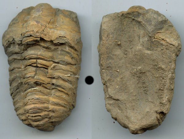 Large ancient fossil Trilobite ptichopariida, dating to the Middle Cambrian Period (520 Million years old!)
