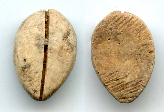 Ancient bone cowrie-coin (no teeth/holes), W.Zhou, 1046-771 BC, China (Schjoth#A7)