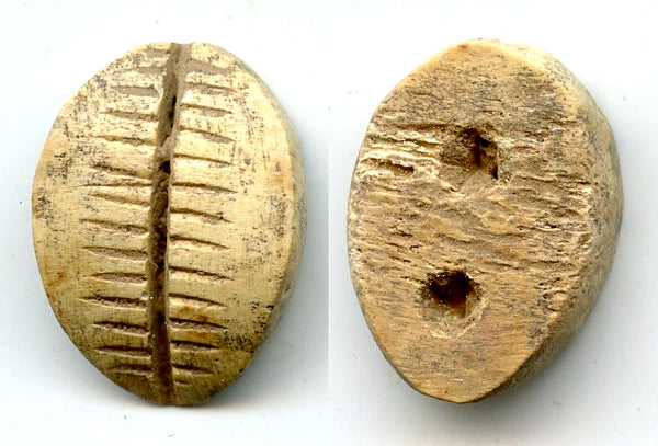 Ancient bone cowrie-coin (teeth and two holes), W.Zhou, 1046-771 BC, China