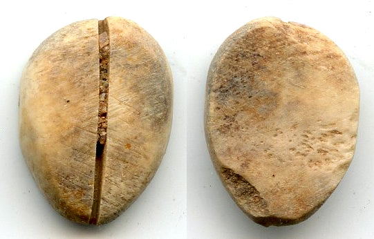 Ancient bone cowrie-coin (no teeth/holes), W.Zhou, 1046-771 BC, China (Schjoth#A7)