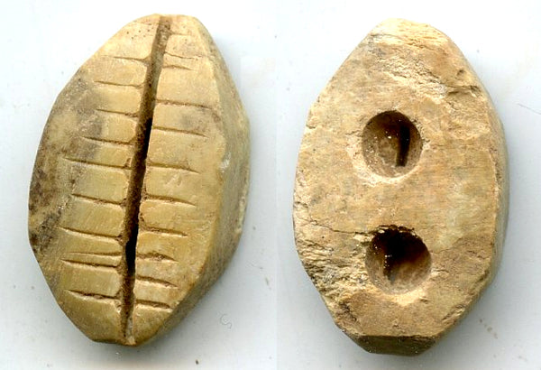 Ancient bone cowrie-coin (teeth and two holes), W.Zhou, 1046-771 BC, China