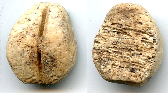 Ancient bone cowrie-coin (no teeth/holes), W.Zhou, 1046-771 BC, China (Schjoth#A7)