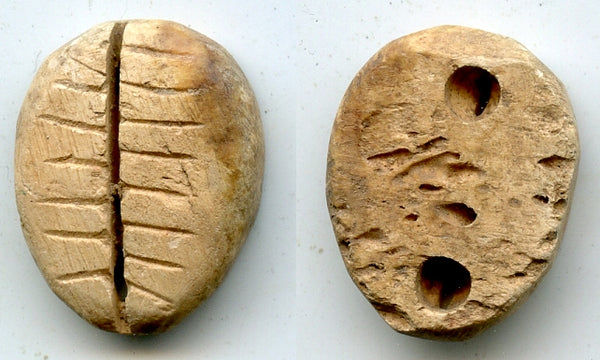 Ancient bone cowrie-coin (teeth and two holes), W.Zhou, 1046-771 BC, China