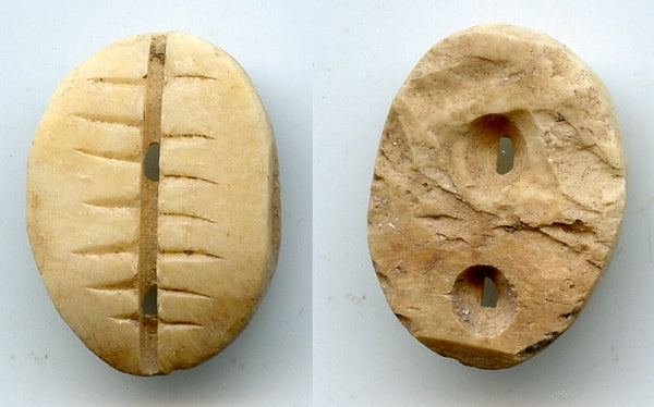 Ancient bone cowrie-coin (teeth and two holes), W.Zhou, 1046-771 BC, China