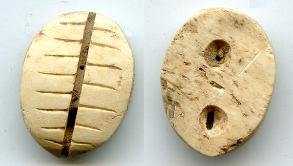 Ancient bone cowrie-coin (teeth and two holes), W.Zhou, 1046-771 BC, China