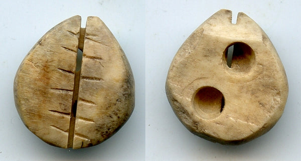 Ancient bone cowrie-coin (teeth and two holes), W.Zhou, 1046-771 BC, China