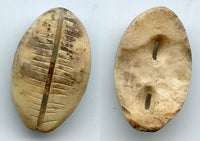 Ancient bone cowrie-coin (teeth and two holes), W.Zhou, 1046-771 BC, China