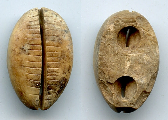 Ancient bone cowrie-coin (teeth and two holes), W.Zhou, 1046-771 BC, China