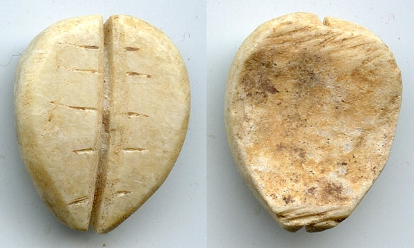 Ancient bone cowrie-coin (teeth, no holes), W.Zhou, 1046-771 BC, China