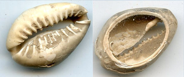 Cowrie-shell coin, earliest coins of China, Shang dynasty, c.1766-1154 BC - Hartill #1.1