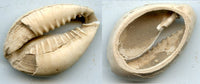 Cowrie-shell coin, earliest coins of China, Shang dynasty, c.1766-1154 BC - Hartill #1.1