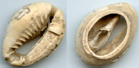 Cowrie-shell coin, earliest coins of China, Shang dynasty, c.1766-1154 BC - Hartill #1.1