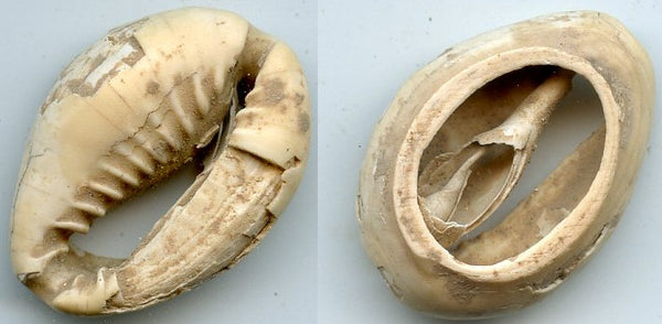 Cowrie-shell coin, earliest coins of China, Shang dynasty, c.1766-1154 BC - Hartill #1.1