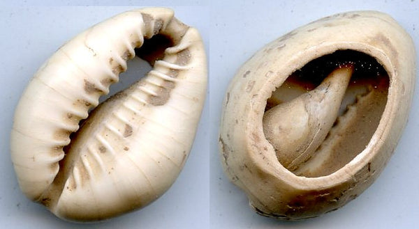 Cowrie-shell coin, earliest coins of China, Shang dynasty, c.1766-1154 BC - Hartill #1.1