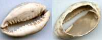 Cowrie-shell coin, earliest coins of China, Shang dynasty, c.1766-1154 BC - Hartill #1.1