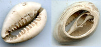 Cowrie-shell coin, earliest coins of China, Shang dynasty, c.1766-1154 BC - Hartill #1.1