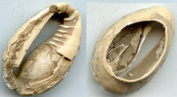 Cowrie-shell coin, earliest coins of China, Shang dynasty, c.1766-1154 BC - Hartill #1.1