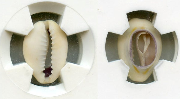 Certified and graded - cowrie-shell coin, Shang dynasty, c.1766-1154 BC - Hartill #1.1