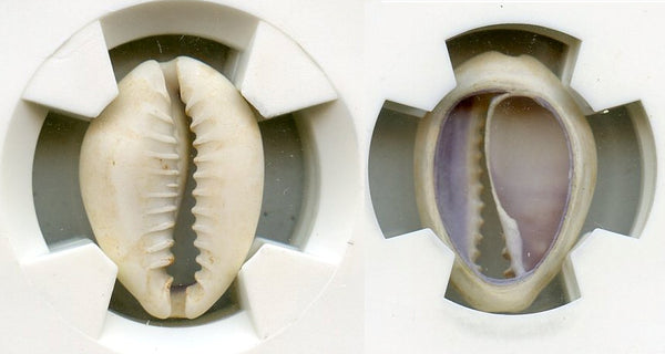 Certified and graded - cowrie-shell coin, Shang dynasty, c.1766-1154 BC - Hartill #1.1