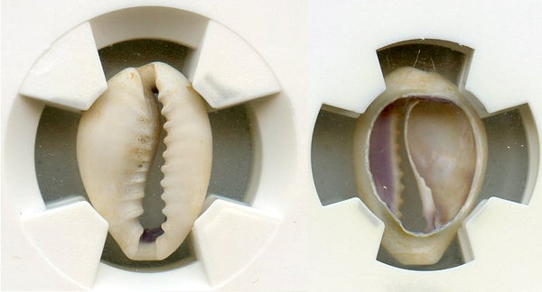 Certified and graded - cowrie-shell coin, Shang dynasty, c.1766-1154 BC - Hartill #1.1