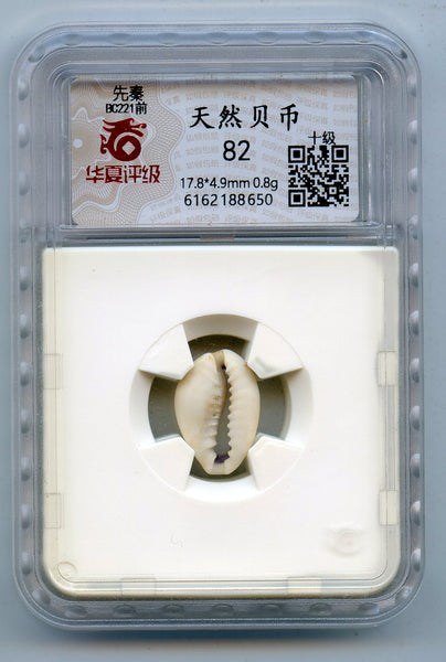 Certified and graded - cowrie-shell coin, Shang dynasty, c.1766-1154 BC - Hartill #1.1
