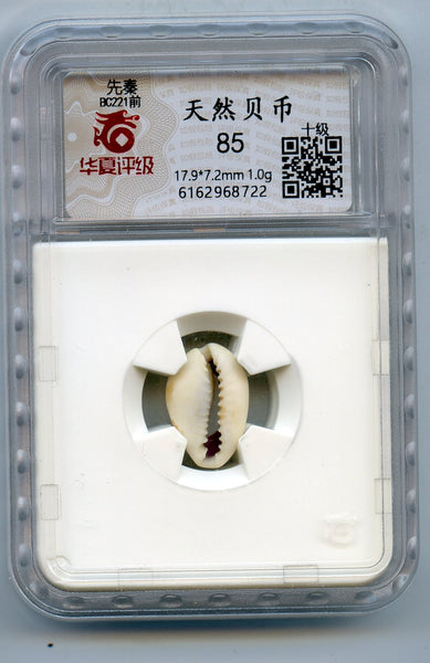 Certified and graded - cowrie-shell coin, Shang dynasty, c.1766-1154 BC - Hartill #1.1