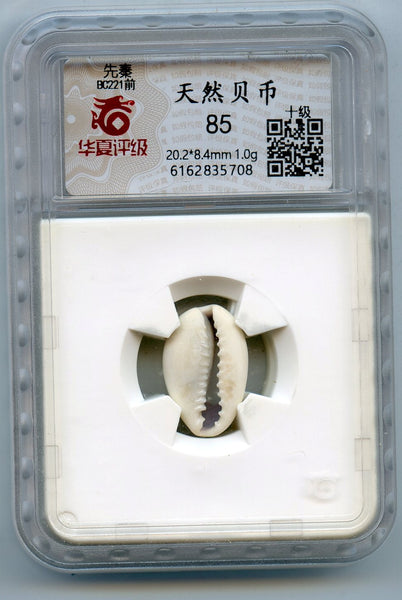 Certified and graded - cowrie-shell coin, Shang dynasty, c.1766-1154 BC - Hartill #1.1