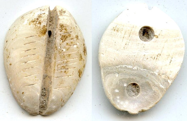 Rare mother of pearl cowrie-coin, W.Zhou dynasty (1046-771 BC), China - Hartill #1.2