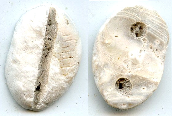 Rare mother of pearl cowrie-coin, W.Zhou dynasty (1046-771 BC), China - Hartill #1.2