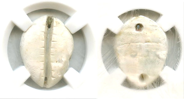 Certified mother of pearl cowrie-coin, W.Zhou dynasty (1046-771 BC), China - Hartill #1.2