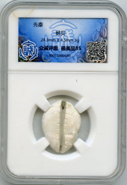 Certified mother of pearl cowrie-coin, W.Zhou dynasty (1046-771 BC), China - Hartill #1.2