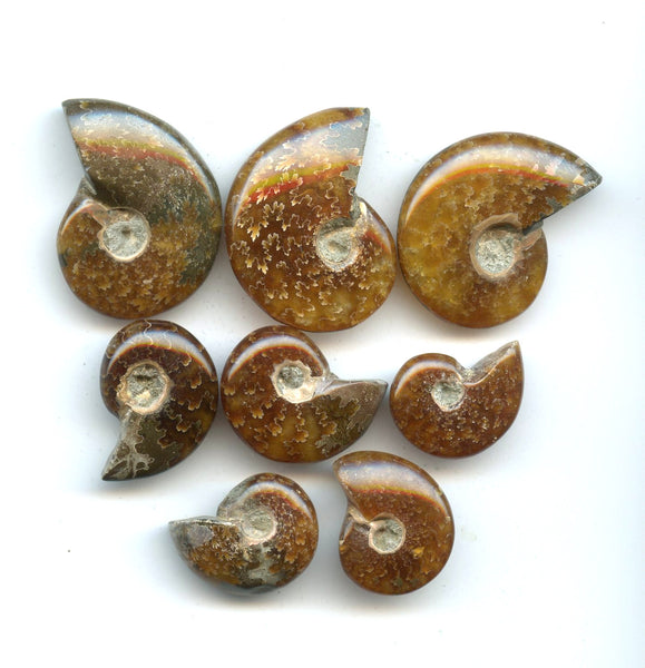Lot of 8 polished Cretaceous Ammonites fossils, Madagascar, 110 million years old