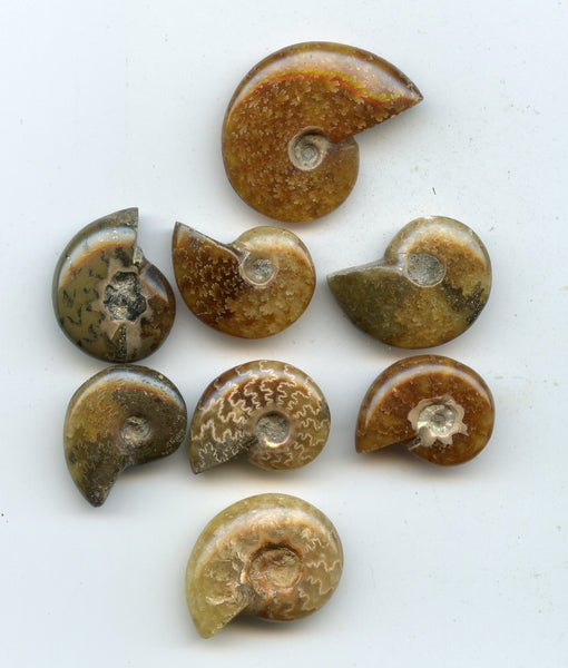 Lot of 8 polished Cretaceous Ammonites fossils, Madagascar, 110 million years old