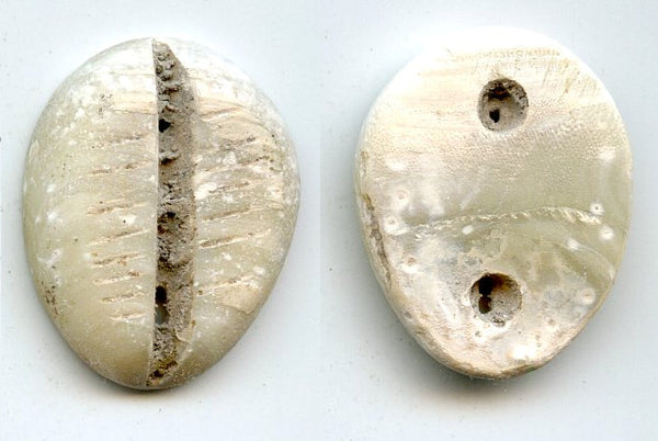 Rare mother of pearl cowrie-coin, W.Zhou dynasty (1046-771 BC), China - Hartill #1.2