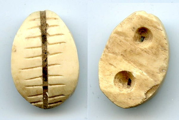 Ancient bone cowrie-coin (teeth and two holes), W.Zhou, 1046-771 BC, China