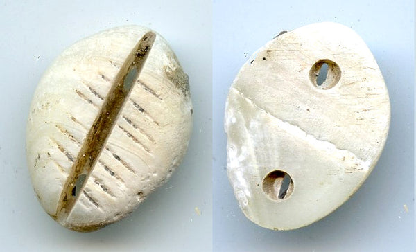 Rare mother of pearl cowrie-coin, W.Zhou dynasty (1046-771 BC), China - Hartill #1.2