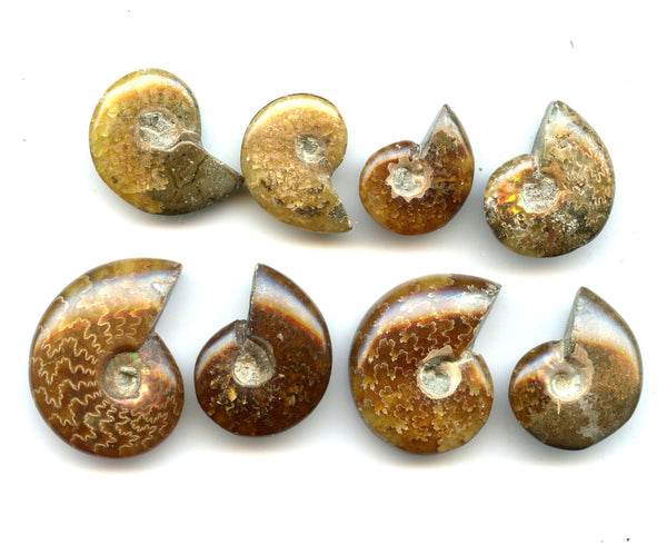 Lot of 8 polished Cretaceous Ammonites fossils, Madagascar, 110 million years old