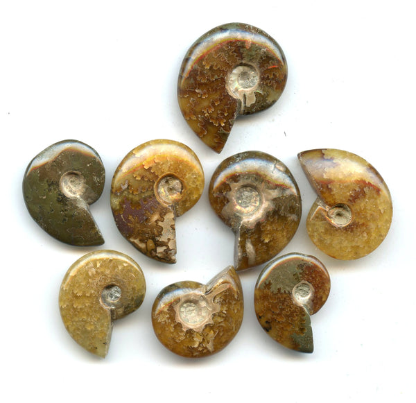 Lot of 8 polished Cretaceous Ammonites fossils, Madagascar, 110 million years old