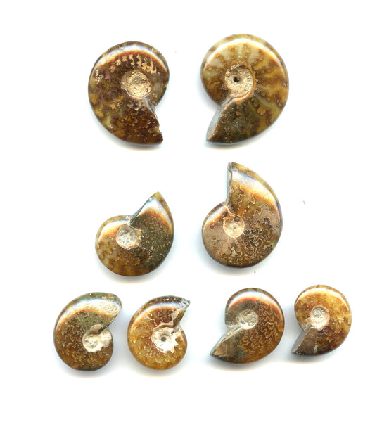 Lot of 8 polished Cretaceous Ammonites fossils, Madagascar, 110 million years old